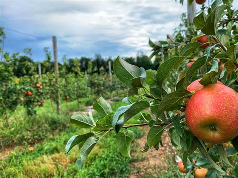 Garwood orchard - It’s been apples and more, since 1831 for the Garwood’s! Not many family businesses can claim that longevity and it’s something they don’t take lightly. They currently farm over …